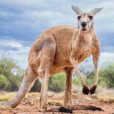 Unnützes Tierwissen: Kängurus können nicht rückwärts springen