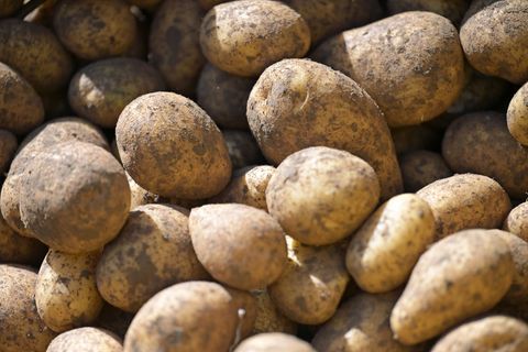 Die Kartoffelernte in Thüringen fiel in diesem Jahr überdurchschnittlich hoch aus. (Symbolbild) Foto: Malin Wunderlich/dpa