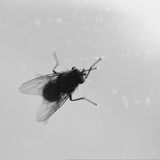 Unnützes Tierwissen: Stubenfliegen summen in F-Dur