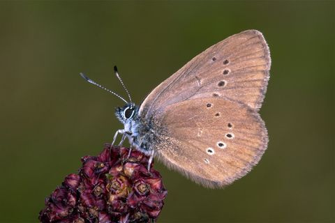 Der Dunkle Wiesenknopf-Ameisenbläuling ist der "Schmetterling des Jahres" 2026 . Foto: Tim Laussmann/BUND/dpa