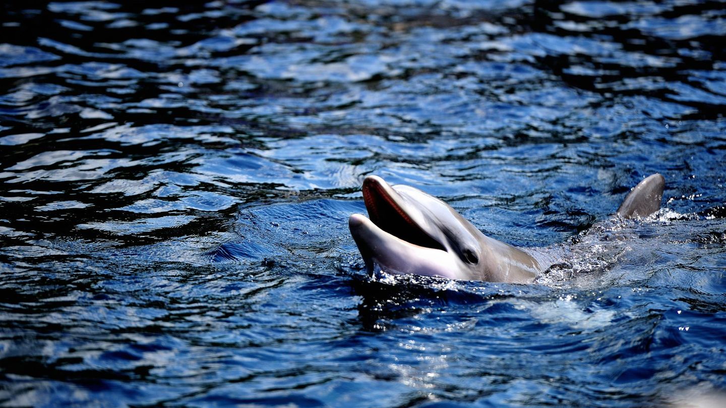 Unnützes Tierwissen: Delfine berauschen sich