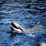 Unnützes Tierwissen: Delfine berauschen sich