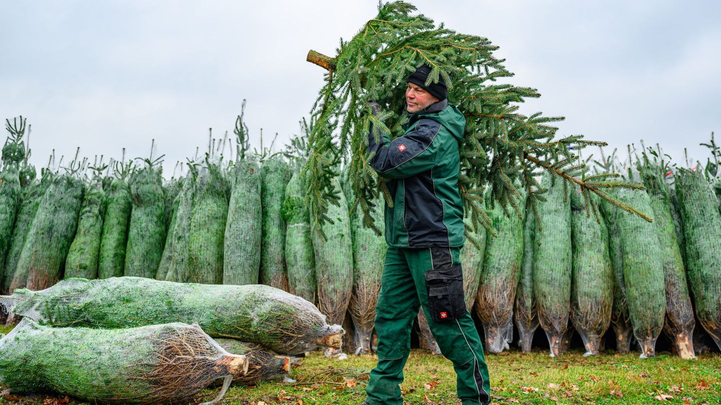 Mit dem Schlagen der ersten Tannen hat die Weihnachtsbaum-Saison in Brandenburg begonnen. Foto: Patrick Pleul/dpa