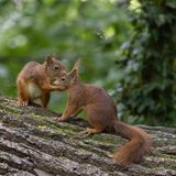 Unnützes Tierwissen: Eichhörchen küssen sich zur Begrüßung