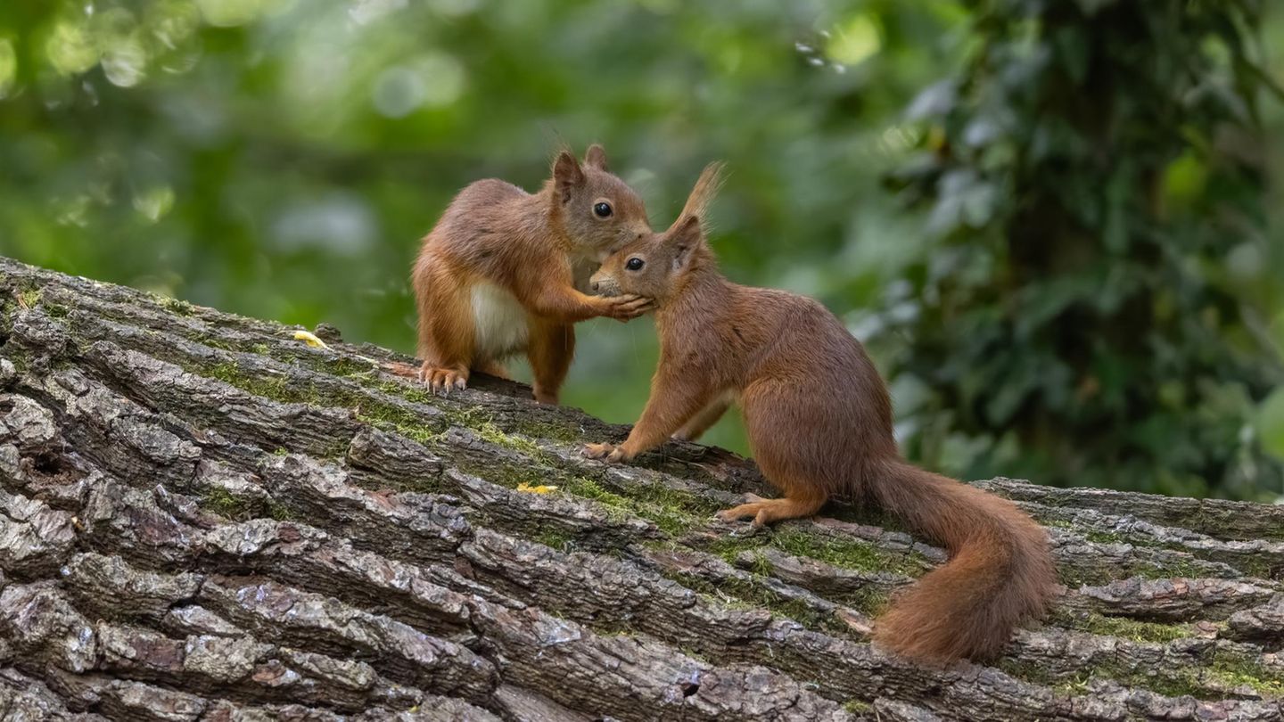 Unnützes Tierwissen: Eichhörchen küssen sich zur Begrüßung