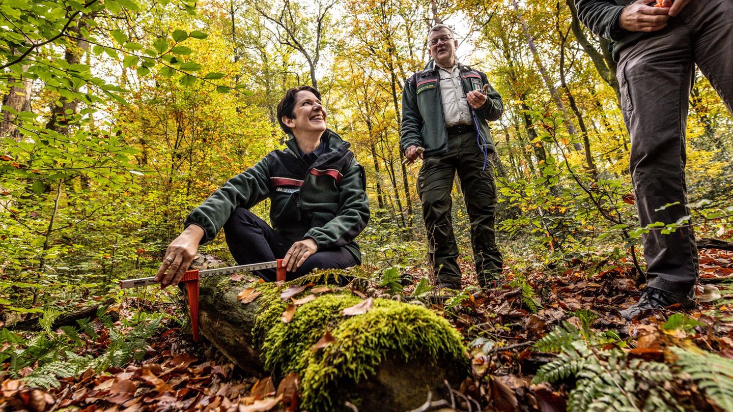 Silke Gorißen (CDU), Landwirtschaftsministerin von Nordrhein-Westfalen, macht sich ein Bild von den Inventur-Arbeiten im Wald. (