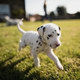 Unnützes Tierwissen: Dalmatiner werden ohne Flecken geboren