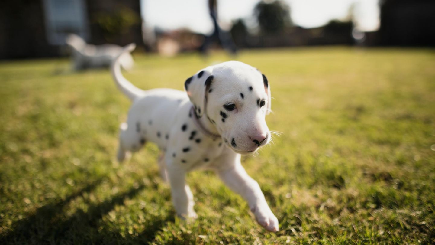 Unnützes Tierwissen: Dalmatiner werden ohne Flecken geboren