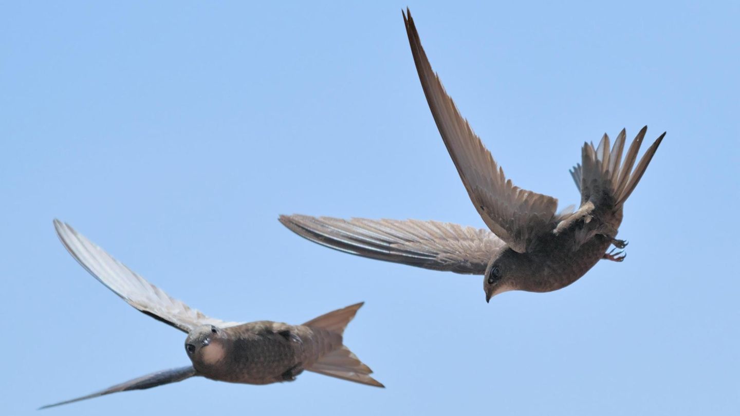 Unnützes Tierwissen: Mauersegler verbringen bis zu zehn Monate in der Luft