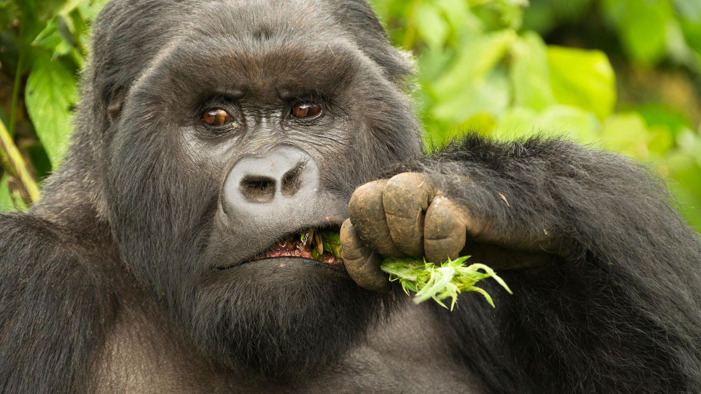 Unnützes Tierwissen: Gorillas gehören zu den intelligentesten Lebewesen
