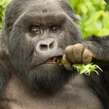 Unnützes Tierwissen: Gorillas gehören zu den intelligentesten Lebewesen