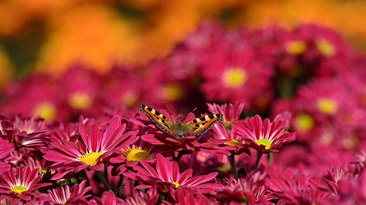 Schmetterling auf Blume