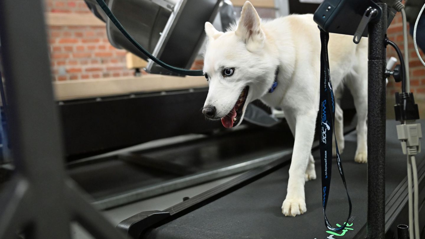 Eine neue Anlage ermöglicht präzise Aufnahmen von Tieren in Bewegung. Foto: Jennifer Brückner/dpa