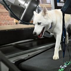 Eine neue Anlage ermöglicht präzise Aufnahmen von Tieren in Bewegung. Foto: Jennifer Brückner/dpa