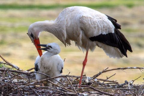 Ein Storch sitzt bei seinem Küken. (Archivfoto) Foto: Klaus-Dietmar Gabbert/dpa