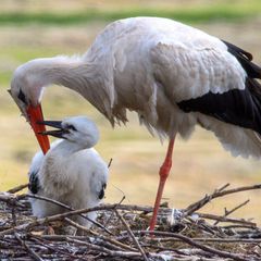 Ein Storch sitzt bei seinem Küken. (Archivfoto) Foto: Klaus-Dietmar Gabbert/dpa