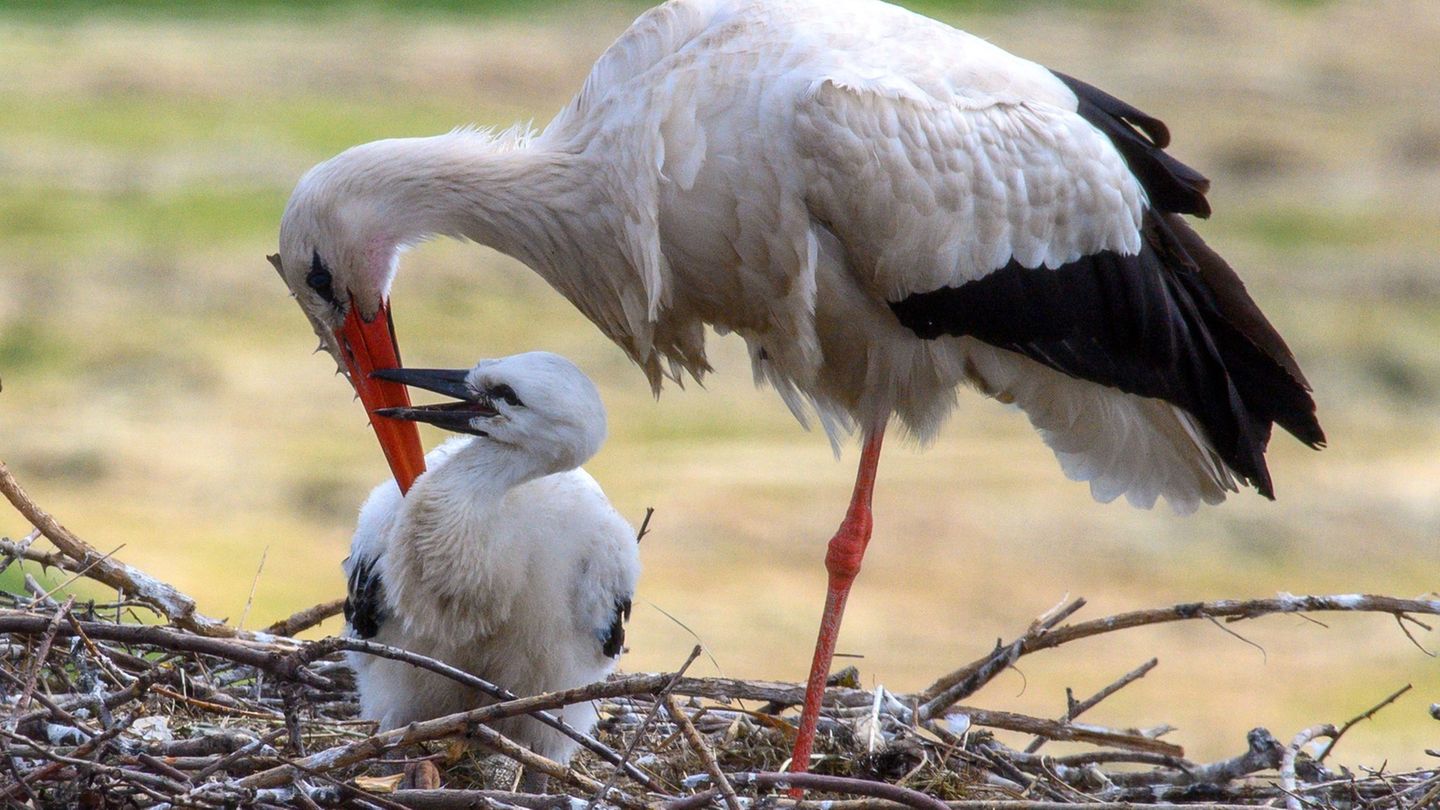 Ein Storch sitzt bei seinem Küken. (Archivfoto) Foto: Klaus-Dietmar Gabbert/dpa