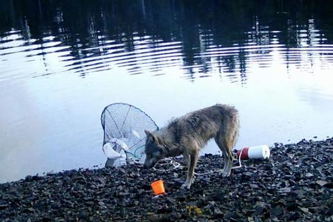Wölfin nutzt Werkzeug