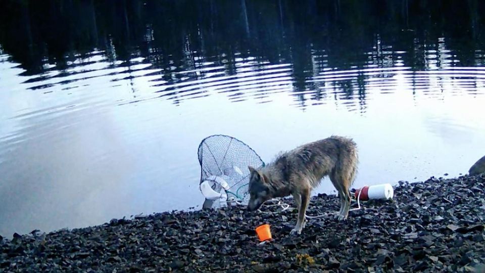Wölfin nutzt Werkzeug