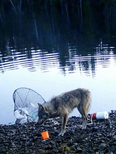 Wölfin nutzt Werkzeug