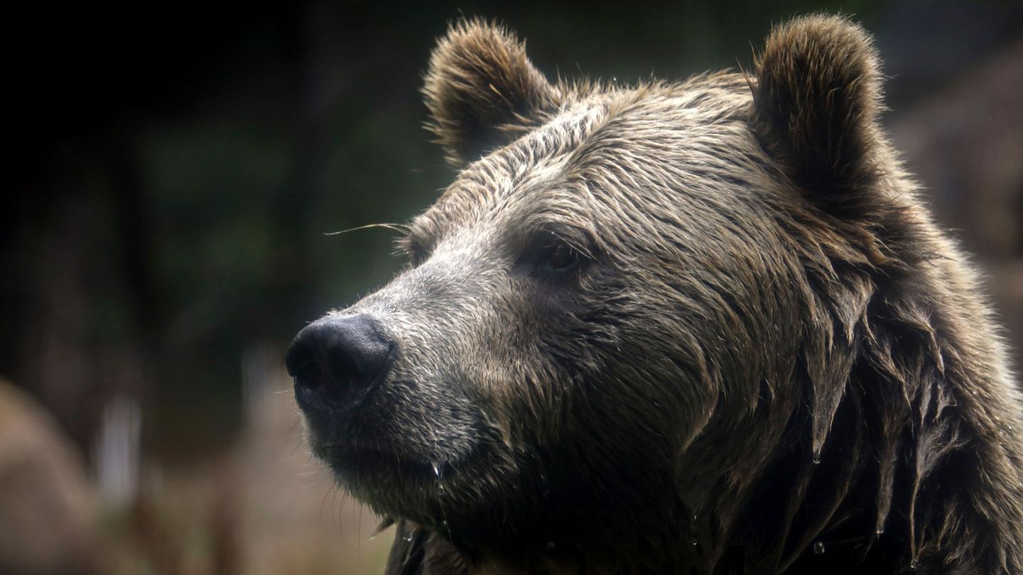 In British Columbia in Kanada gab es Verletzte beim Angriff eines Grizzlybärs auf eine Schulklasse. (Symbolbild) Foto: Brontë Wi