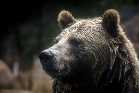 In British Columbia in Kanada gab es Verletzte beim Angriff eines Grizzlybärs auf eine Schulklasse. (Symbolbild) Foto: Brontë Wi