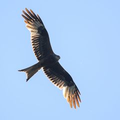 Ein infizierter Rotmilan wurde am Zwenkauer See gefunden (Symbolbild) Foto: Klaus-Dietmar Gabbert/dpa