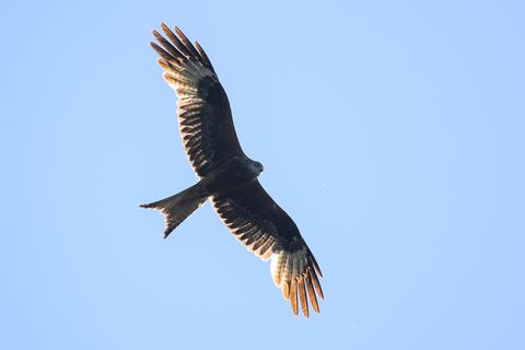 Ein infizierter Rotmilan wurde am Zwenkauer See gefunden (Symbolbild) Foto: Klaus-Dietmar Gabbert/dpa