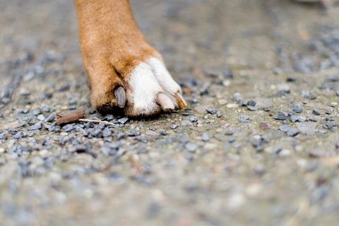Eine Frau aus Mansfeld-Südharz muss mit Strafen wegen schlechter Haltung ihrer Hunde rechnen. (Symbolbild) Foto: picture allianc