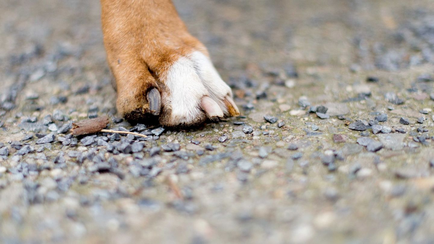 Eine Frau aus Mansfeld-Südharz muss mit Strafen wegen schlechter Haltung ihrer Hunde rechnen. (Symbolbild) Foto: picture allianc