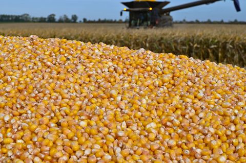 Landwirte in Brandenburg haben mehr Körnermais geerntet und die Anbauflächen sind größer geworden. (Archivbild) Foto: Patrick Pl