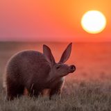 Ein Erdferkel in den Makgadikgadi-Salzpfannen bei Sonnenuntergang