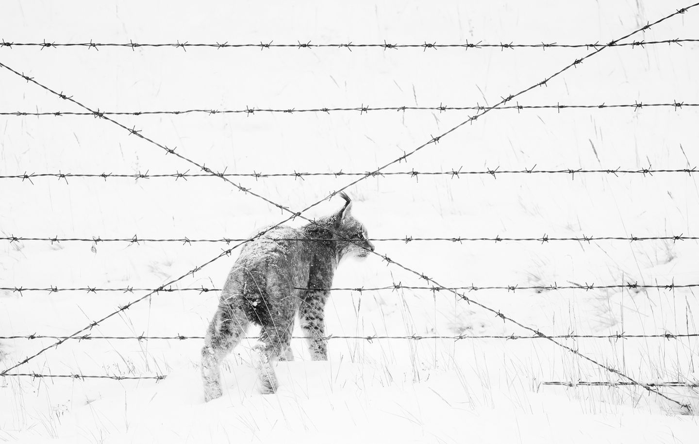 Ein Eurasischer Luchs überquert einen Drahtzaun in einer Weidelandschaft im Schnee