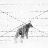 Ein Eurasischer Luchs überquert einen Drahtzaun in einer Weidelandschaft im Schnee