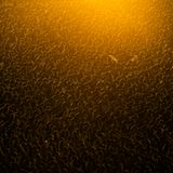 Ein riesiger Schwarm von Calidris canutus, welcher eine dichte goldene Wolke bildet