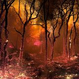 Ein Waldbrand in Pennsylvania