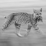 Ein Rotluchs mit Beute im Maul