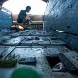 Ein Makake späht aus seiner Transportbox während seiner Reise zur Wiederauswilderung