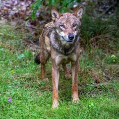 Ein junger Wolf zeigt in Ostsachsen eine auffällige Zutraulichkeit und soll nun wieder Scheu vor Menschen entwickeln (Archivbild