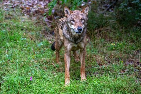 Ein junger Wolf zeigt in Ostsachsen eine auffällige Zutraulichkeit und soll nun wieder Scheu vor Menschen entwickeln (Archivbild