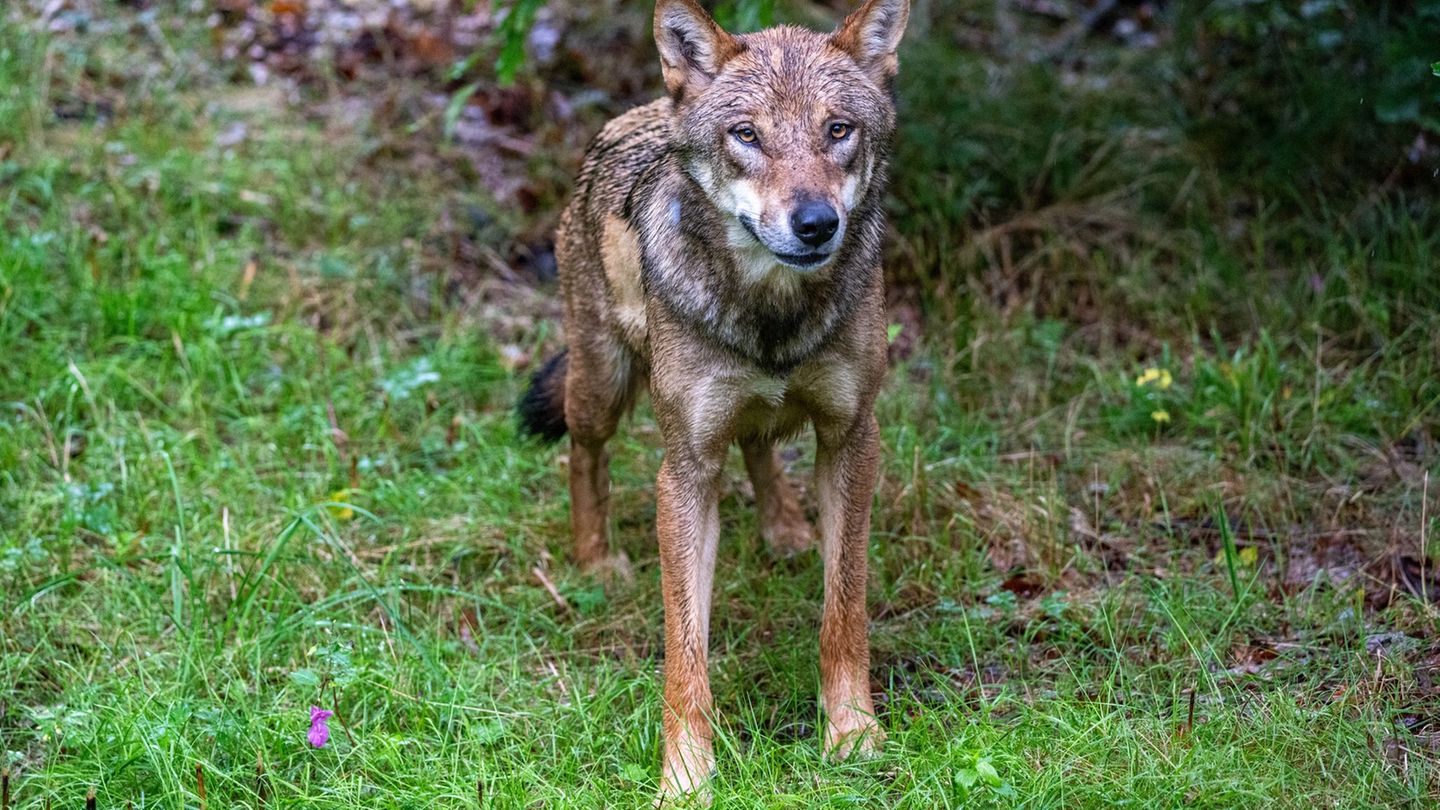 Ein junger Wolf zeigt in Ostsachsen eine auffällige Zutraulichkeit und soll nun wieder Scheu vor Menschen entwickeln (Archivbild