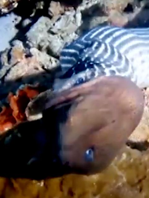 Seeschlange verschlingt Muräne