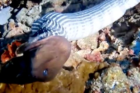 Seeschlange verschlingt Muräne