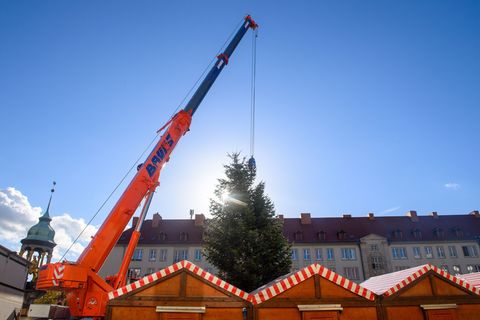 Riesige Kräne heben die prachtvollen Tannen auf die Weihnachtsmärkte in Sachsen-Anhalt. (Archivbild) Foto: Klaus-Dietmar Gabbert