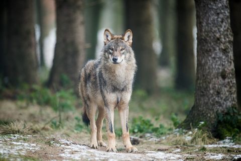 In NRW gibt es sechs Wolfsterritorien. (Archivbild) Foto: Bernd Thissen/dpa