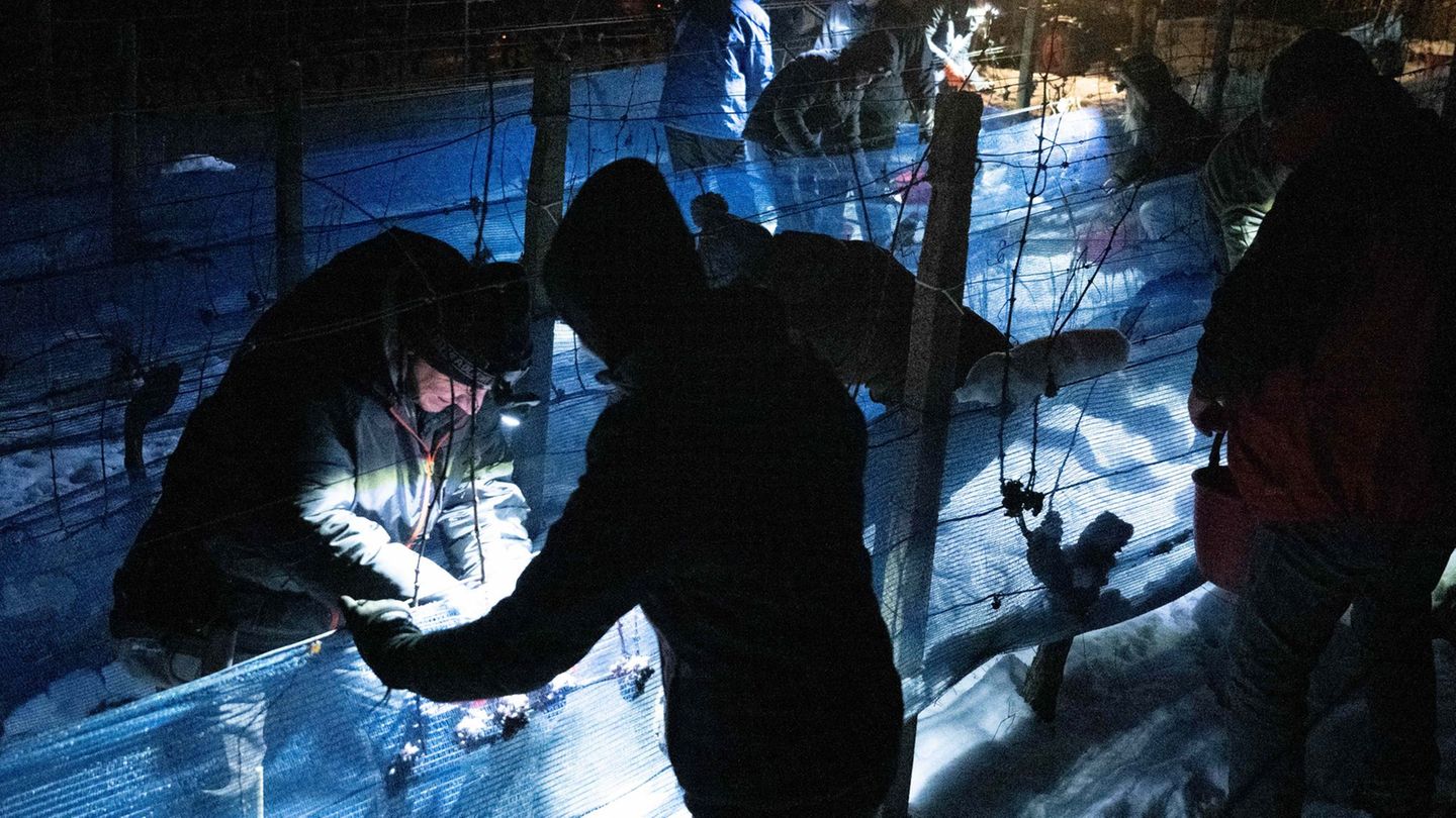 An diesem Wochenende soll im Elbtal wieder Eiswein gelesen werden. (Archivbild) Foto: Sebastian Kahnert/dpa