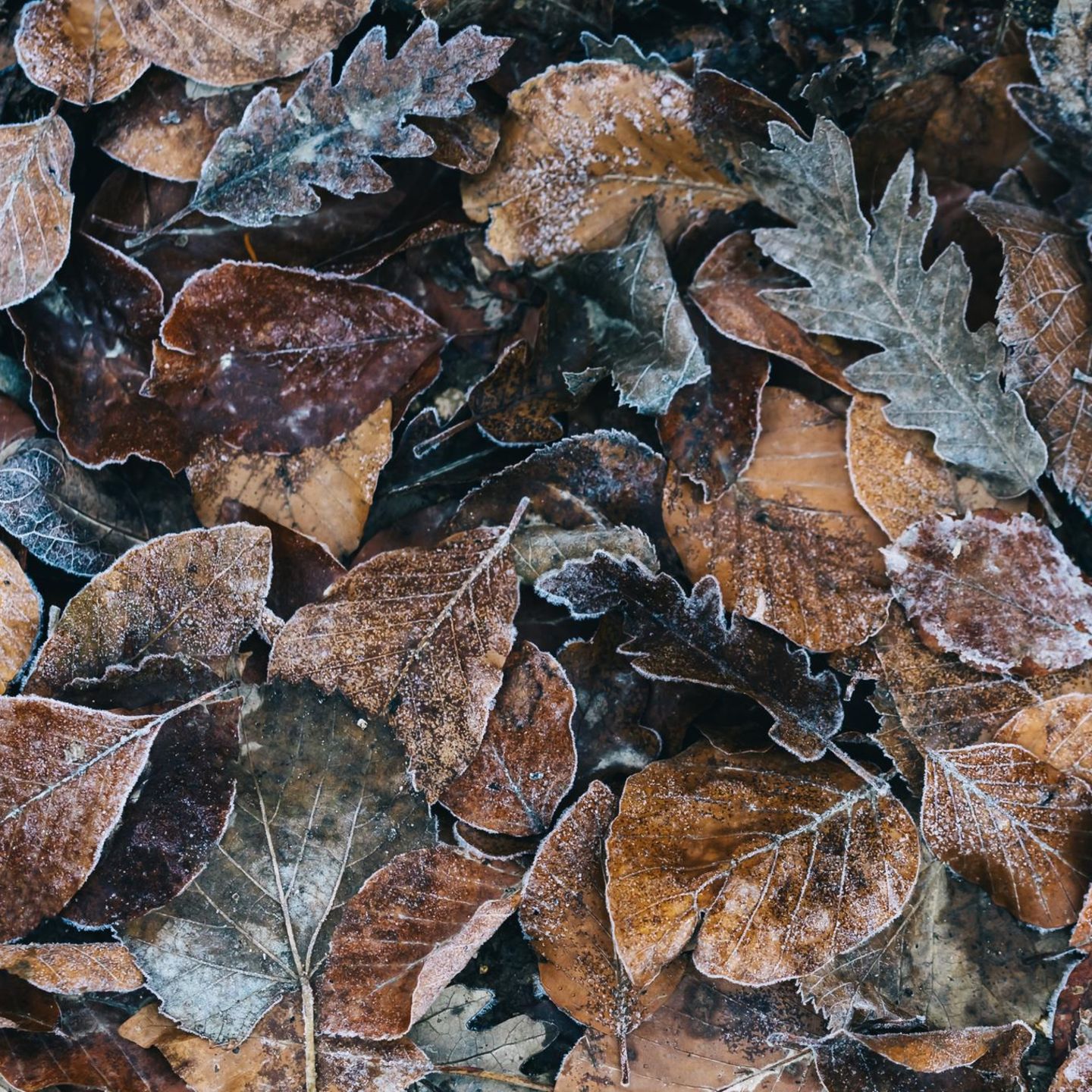 Gefrorenes Laub