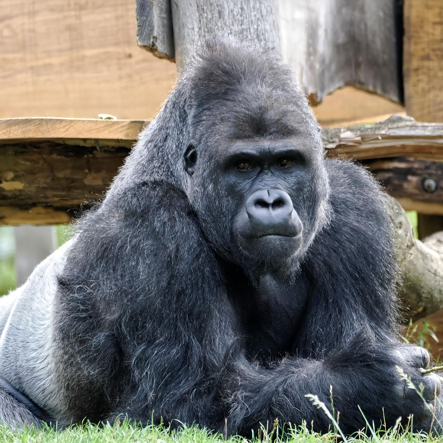 Gorilla liegend