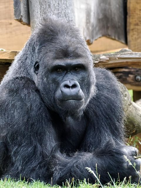 Gorilla liegend