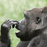 Gorilla fasst sich an die Nase